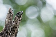 Resting juvenile Utila iguana in front of a quiet background by Thijs van den Burg thumbnail