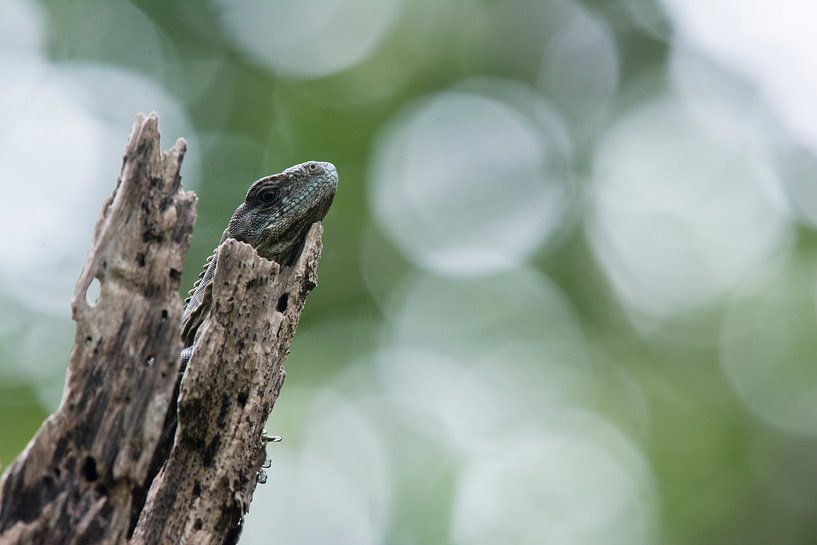 Resting juvenile Utila iguana in front of a quiet background by Thijs van den Burg