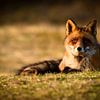Red Fox in Grass by Jimmy Sorber