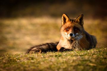 Red Fox in Grass by Jimmy Sorber