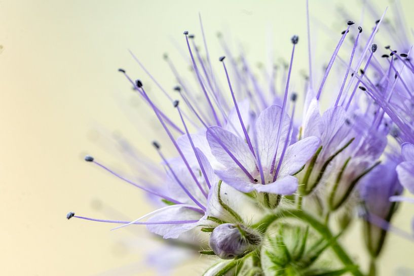Phacelia by Ilse van den Berg