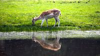Little deer near the water