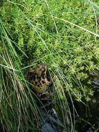 Kikker in het groen von Con Balfoort