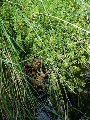 Kikker in het groen