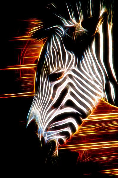 Zebra in light fire by Henryk Rybak