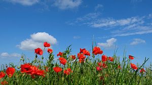Sommerfeld