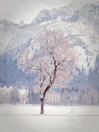Winterbaum von Alexander Dorn