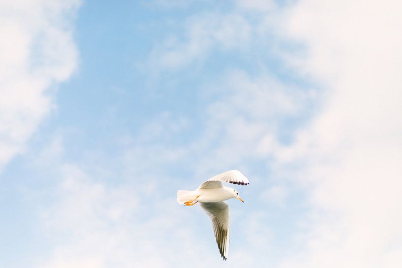 Möwe auf einem blauen Himmel von Vildan Ersert