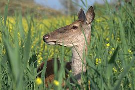 Red deer by Merijn Loch