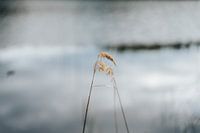 Nahaufnahme von Schilf an einem See