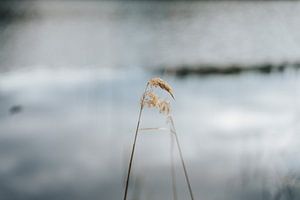 Gros plan sur des roseaux au bord d'un lac
