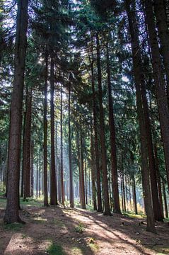 La forêt de pins en République tchèque sur Bianca Kramer