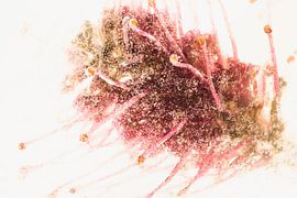 Reve de Papillon in ice 2