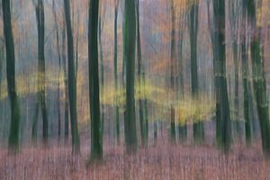 Arbres dansants