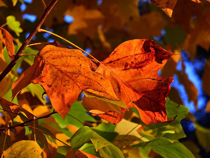 Bladkleuren 3 van Edgar Schermaul