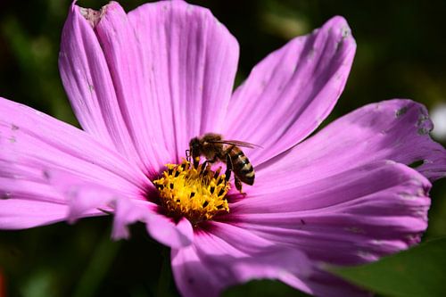 Tanz im Blütenlicht