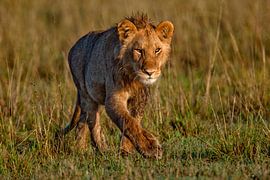 Walking Lions by Peter Michel