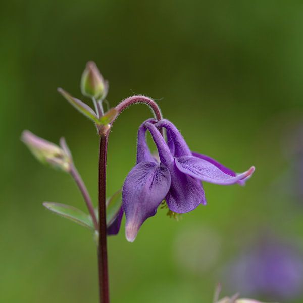 aquilegia pourpre dans le jardin par anne droogsma