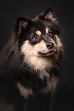 Portrait d'un chien de Finnois Lapphund sur fond noir 1/3 sur Lotte van Alderen