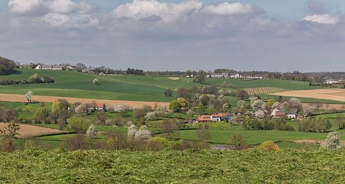 Bloesem in Epen Zuid-Limburg