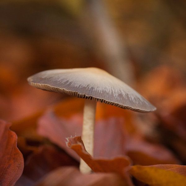paddenstoel par Arjan Benders