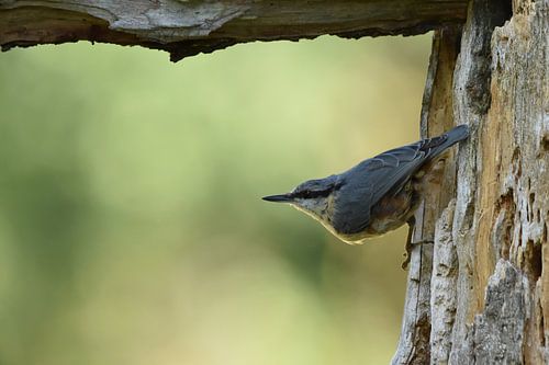 Boomklever horizontaal