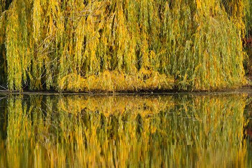 BERLIJN Lietzensee - spiegeling II
