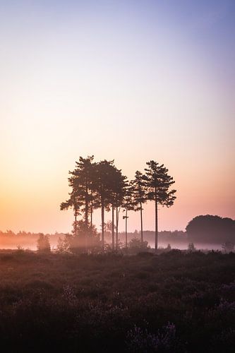 Bomen in de mist