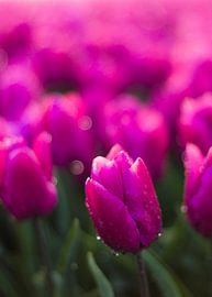 Purple Tulip von AdV Photography