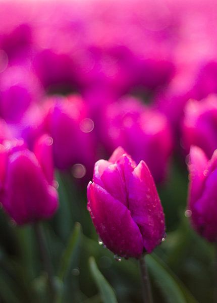 Purple Tulip von AdV Photography