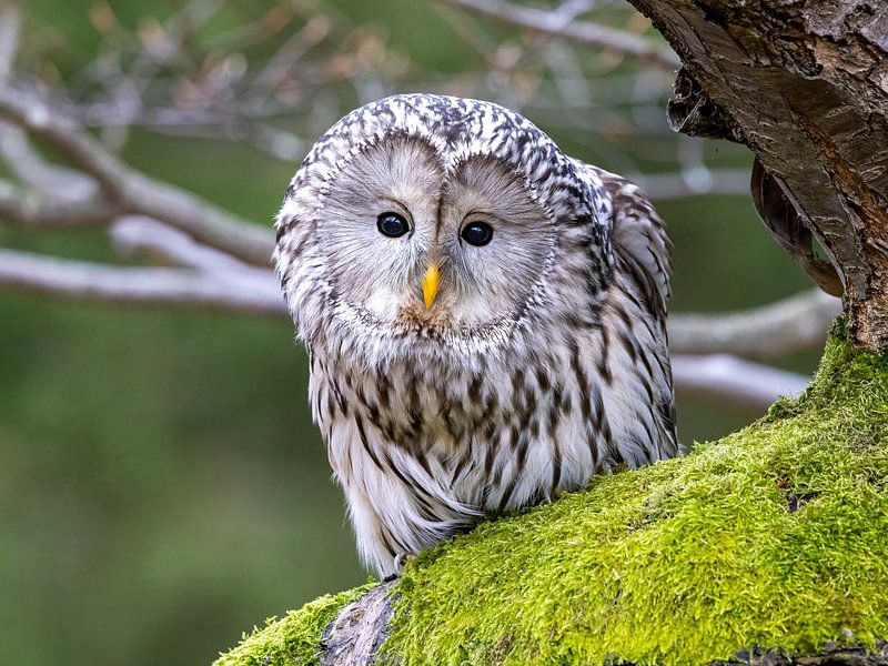 Ein Habichtskauz auf Beutejagd von Manuel Weiter