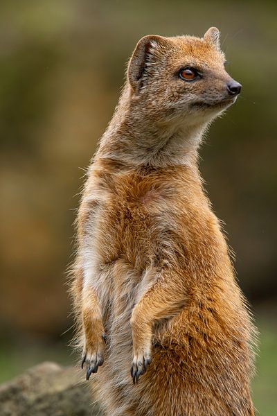 Hervorragende Nahaufnahme eines neugierigen Fuchsmangusten von Wildlife Designs