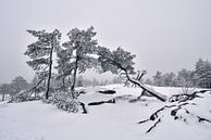 De winterdag in bergen in Zweden van Olga Ilina thumbnail