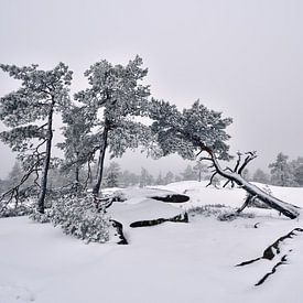 De winterdag in bergen in Zweden sur Olga Ilina