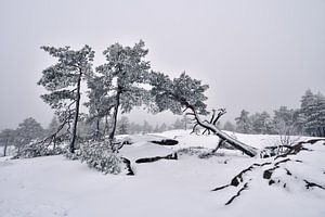 De winterdag in bergen in Zweden by Olga Ilina