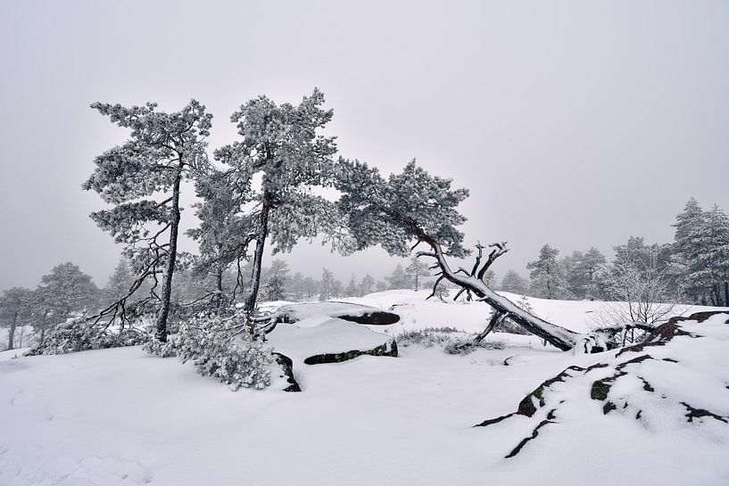 De winterdag in bergen in Zweden van Olga Ilina