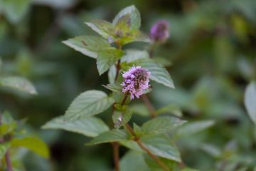 Watermunt (Mentha aquatica) van Jan Van Bizar