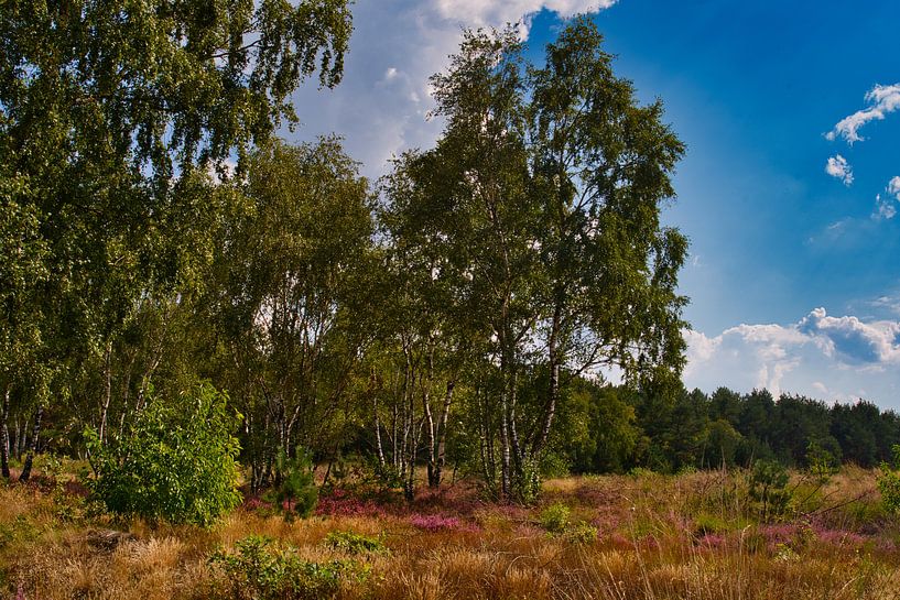 Die Farben der Landschaft der Weerterheide von Jolanda de Jong-Jansen