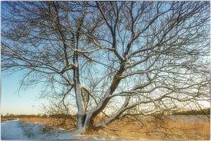 Schneebedeckter Baum im Moor