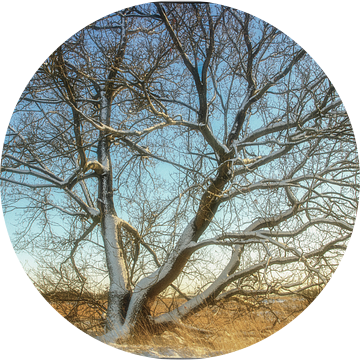 Met sneeuw bedekte boom op de hei