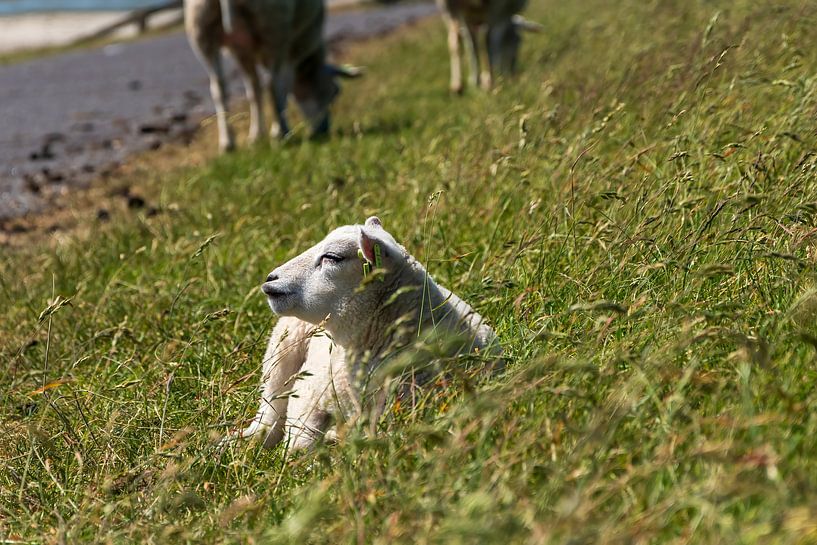 Lammetje in het gras op de dijk in Terschelling van Mirjam Welleweerd