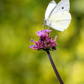 Cabbage white butterfly butterfly on a verbena flower by ManfredFotos