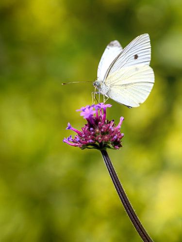 Papillon de la piéride du chou sur une fleur de verveine