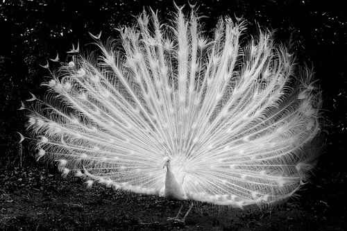 Majestueuze Witte Pauwin: Een Symbool van Verfijnde Schoonheid en Contrast