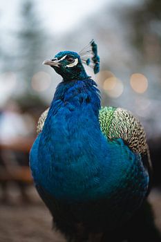 Beautiful peacock with deep blue colour.
