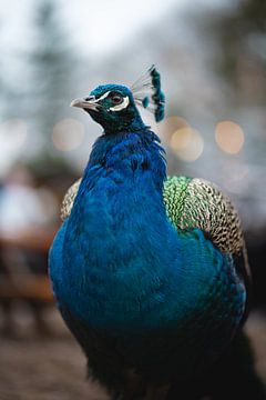 Beautiful peacock with deep blue colour. by Made By Jane