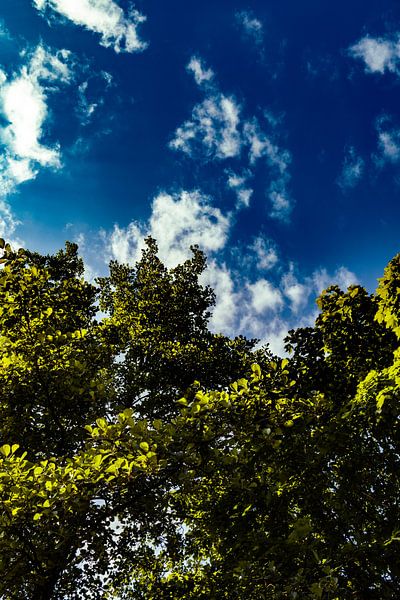 Blauer Himmel Rijsterborgherpark Deventer von Nicolette Suijkerbuijk