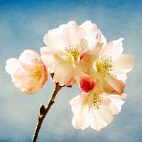 Blossom Up