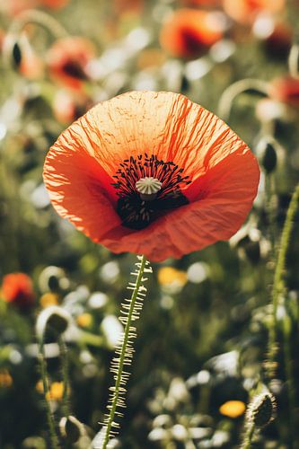 Klaproos in zonovergoten veld