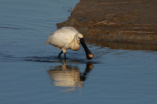 Lepelaar (Platalea leucorodia) Texel Holland